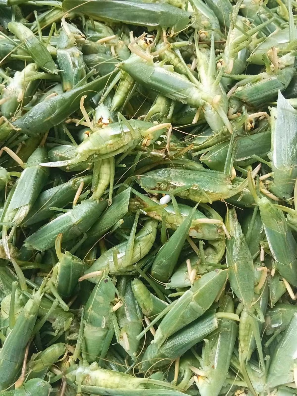 Theo các tiểu thương, muồm muỗm giá cao vì khá hiếm, chỉ có thể khai thác từ tự nhiên và chỉ có vào mùa lúa chín. Ảnh: Vietnamnet