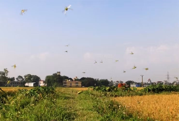 Ngày nay, muồm muỗm xanh là đặc sản hiếm có, khiến nhiều thực khách phải “đỏ mắt” tìm mua mỗi khi vào vụ. Ảnh: Dân Việt