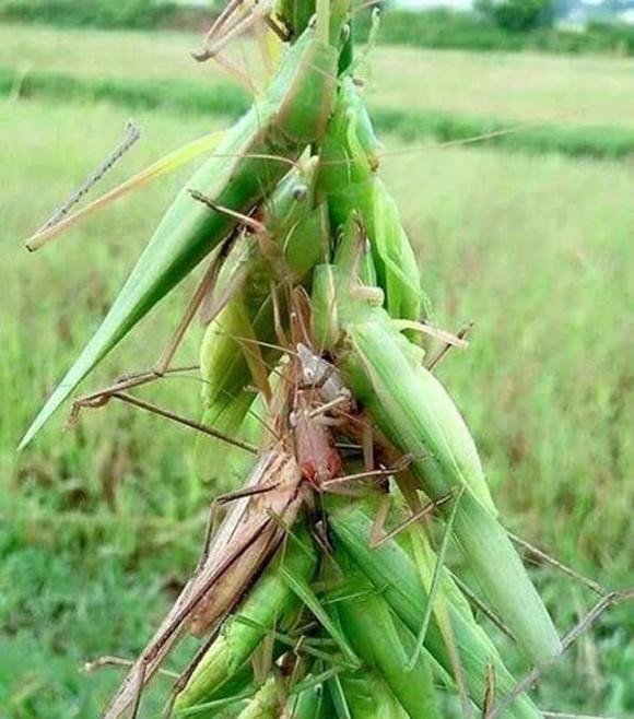 View - Đặc sản quê đắt ngang tôm hùm, có tiền chưa chắc mua được | Báo Tri thức và Cuộc sống - TIN TỨC PHỔ BIẾN KIẾN THỨC 24H