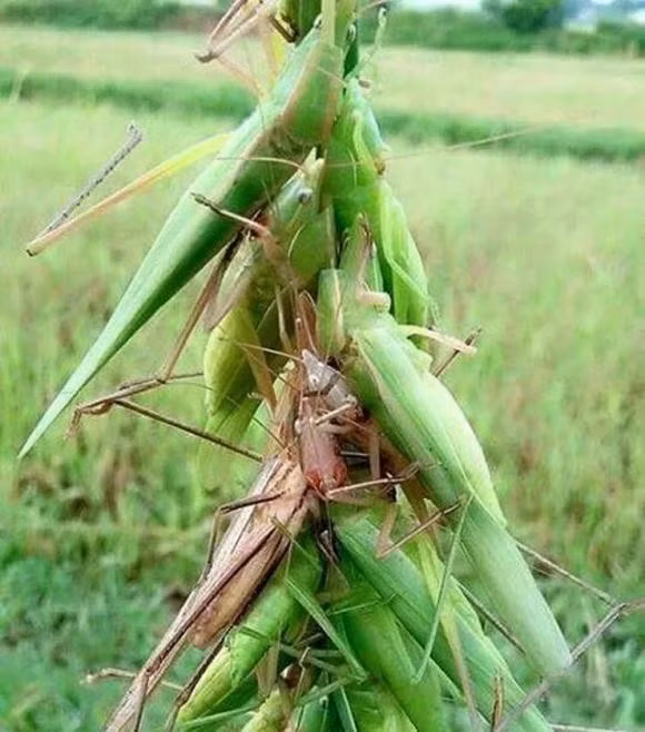 Trên thị trường, muồm muỗm được bán với giá từ 500.000 - 800.000 đồng/kg, tùy thời điểm. Thời điểm nguồn khai thác khan hiếm, giá muồm muỗm có thể lên tới cả triệu đồng/kg. Ảnh: Internet