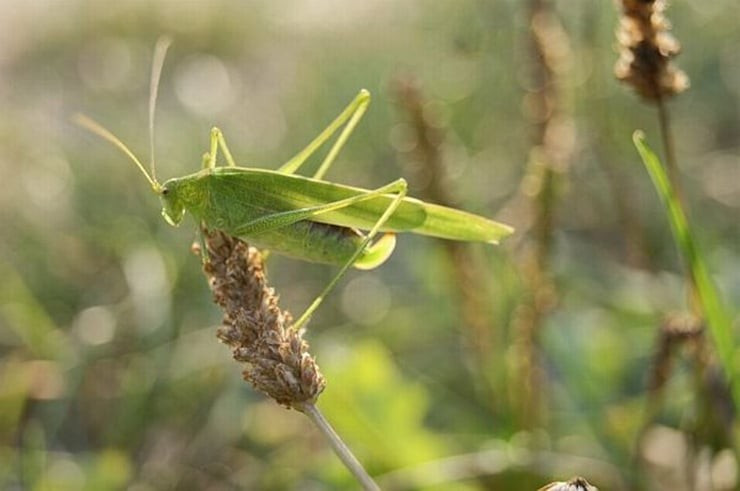 View - Đặc sản quê đắt ngang tôm hùm, có tiền chưa chắc mua được | Báo Tri thức và Cuộc sống - TIN TỨC PHỔ BIẾN KIẾN THỨC 24H