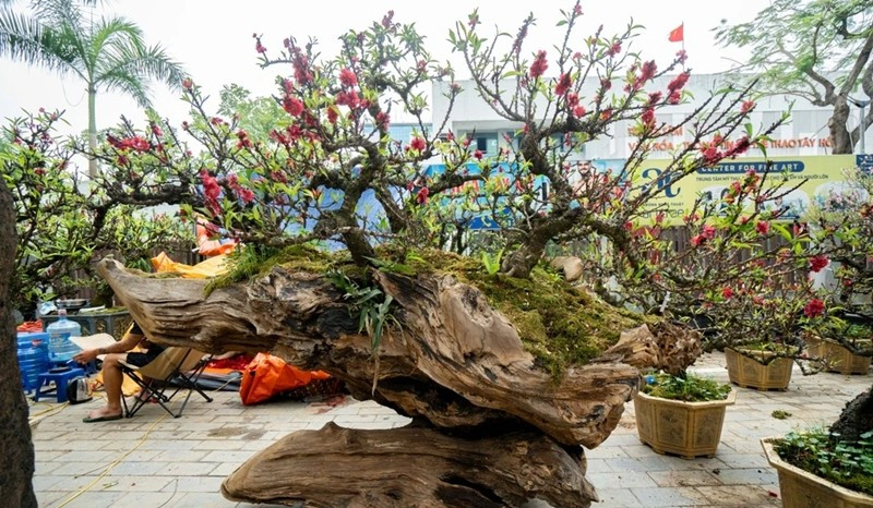 Đáng chú ý nhất là cặp đào thất thốn trồng trên gỗ lũa gây chú ý khi được chào cho thuê lên đến 400 triệu đồng. Ảnh: Znews