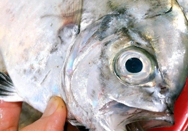 Cá bi đánh bắt tự nhiên, thường chỉ có thể giăng lưới vào ban đêm hoặc sáng sớm ở khu vực gần bờ. Ảnh: VOV