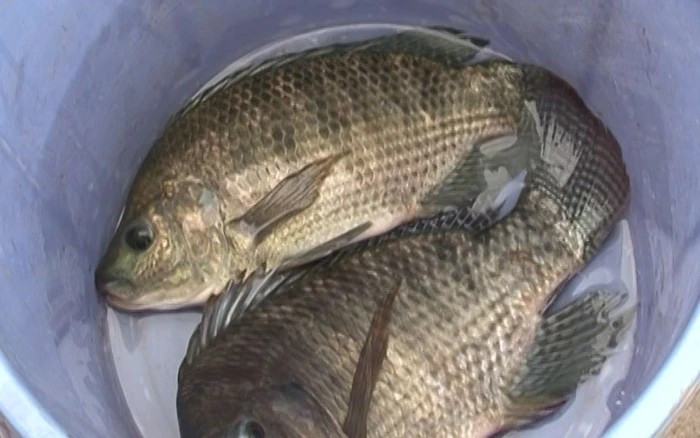 Xếp sau Mỹ là Brazil khi đạt 11 triệu USD, tăng tới 7.552% so với năm 2024. Ảnh: Người lao động