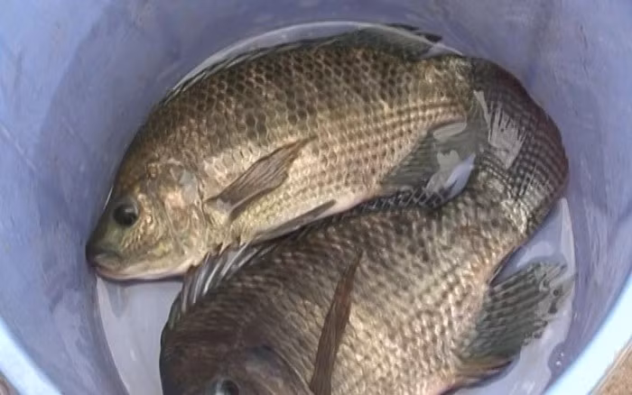 Xếp sau Mỹ là Brazil khi đạt 11 triệu USD, tăng tới 7.552% so với năm 2024. Ảnh: Người lao động