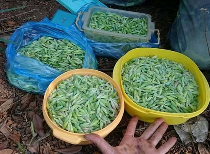 Những con nhộng này có màu xanh lục bắt mắt, căng tròn và giàu dinh dưỡng. Ảnh: Baogialai