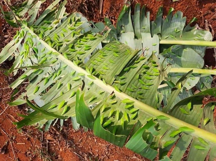 Giá nhộng sâu muồng dao động từ 150.000 đến 200.000 đồng/kg tại các thành phố, hoặc cao hơn vào đầu và cuối vụ. Ảnh: Dân Việt