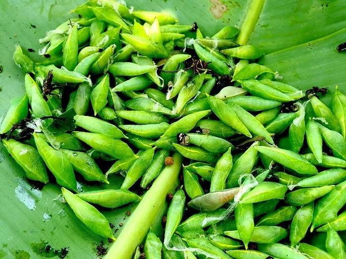 Tuy nhiên, nhộng sâu muồng chỉ xuất hiện duy nhất mỗi năm một lần, rộ vào khoảng tháng 3, tháng 4 âm lịch. Ảnh: Vietnamnet