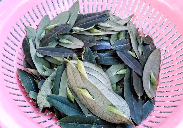 Nhộng được bán cho nhà hàng hoặc thương lái, mang về thu nhập không nhỏ cho người dân. Ảnh: Dân Việt