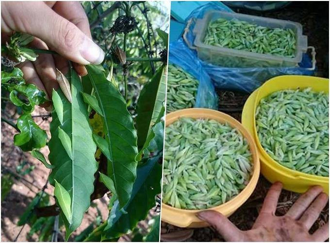 Do giá đắt đỏ, vào mùa, đi dọc các nương rẫy hay ven rừng, dễ dàng bắt gặp cảnh bà con dân tộc trèo cây muồng, hái lá, bắt sâu. Ảnh: VOV