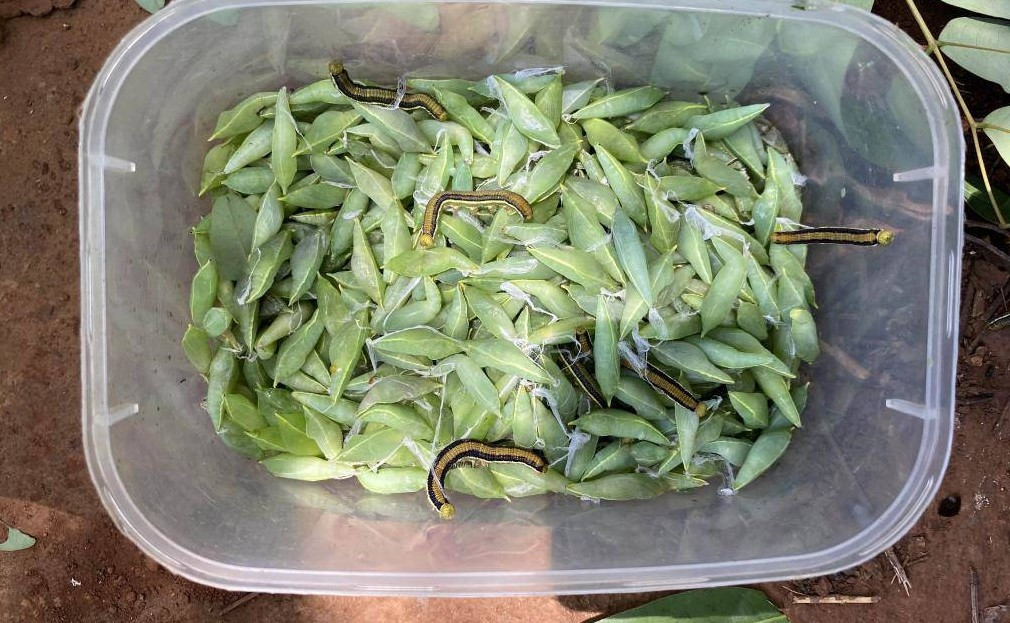 Nhộng sâu muồng thường xuất hiện sau những cơn mưa đầu mùa khi cây muồng ra lá non, khiến chúng trở nên khan hiếm. Ảnh: Vietnam Journey