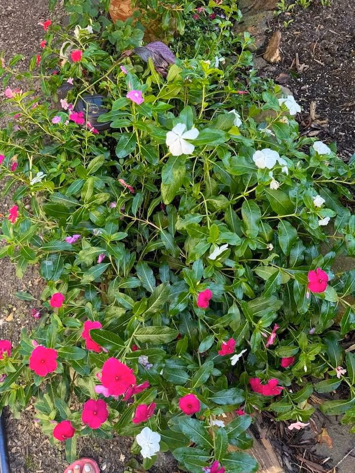 Khu vườn được Liên Phạm chăm sóc và đặt nhiều tâm huyết. Ảnh: FB Lien Pham >>> Mời độc giả xem video: Nhà 25m2 - cơ hội cho nhiều người. Nguồn: VTV24