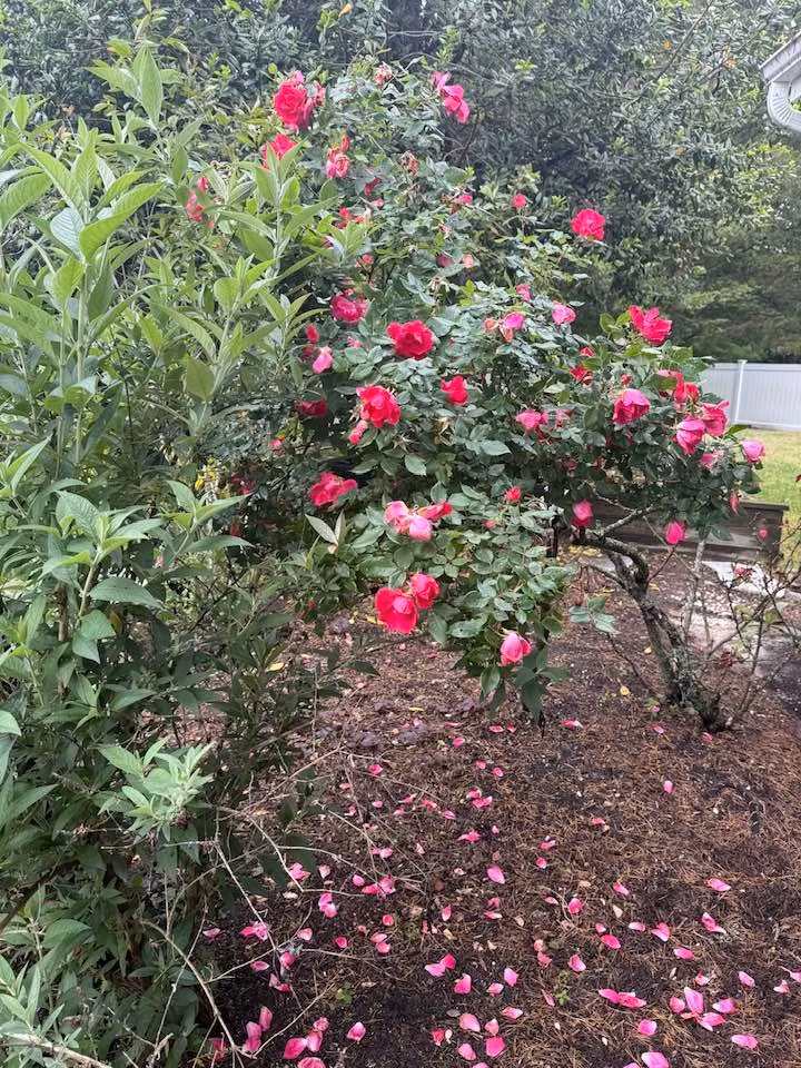 Gốc hồng đỏ nở rộ ngay giữa vườn với hương thơm dịu nhẹ. Ảnh: FB Lien Pham