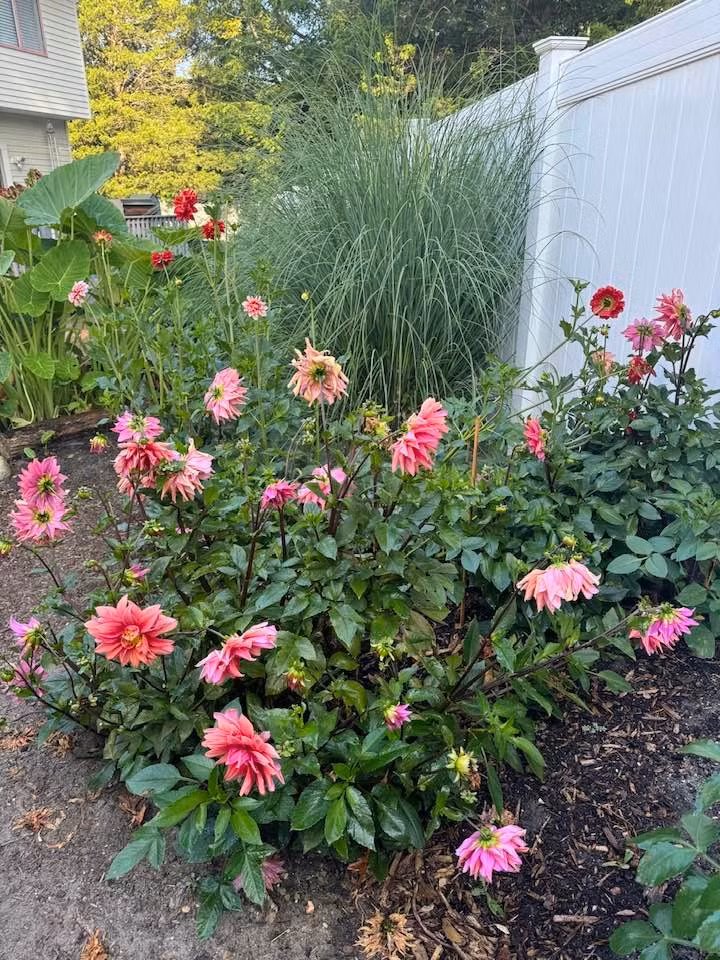 Khu vườn rực rỡ sắc hoa và cây lá xanh mướt khiến nhiều người thích thú. Ảnh: FB Lien Pham