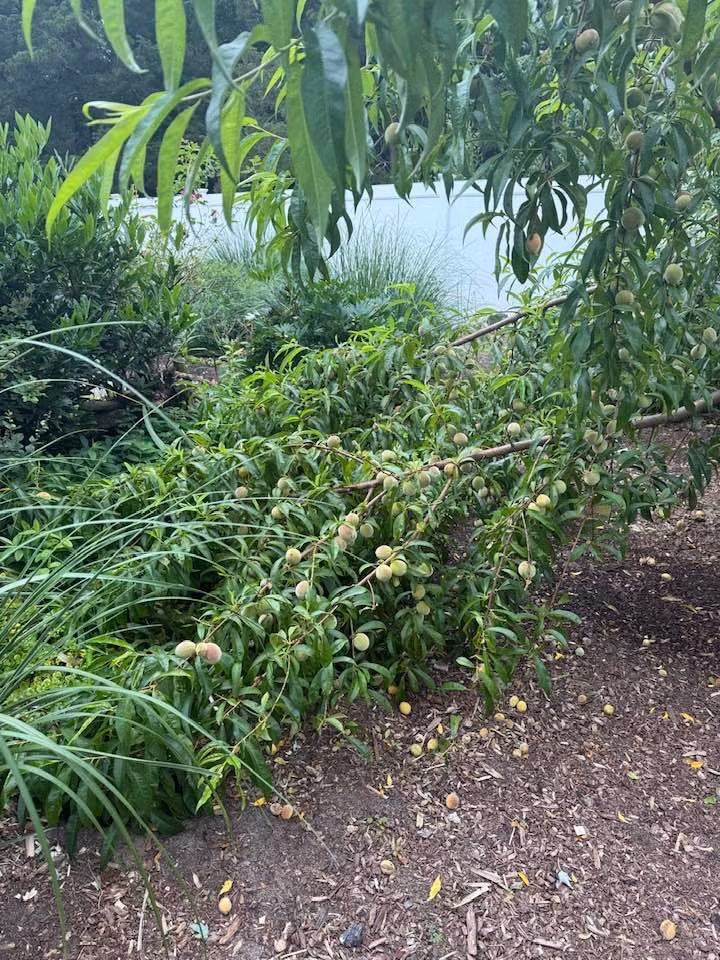 Cây đào sai trĩu quả, cành gần như chạm đất. Ảnh: FB Lien Pham