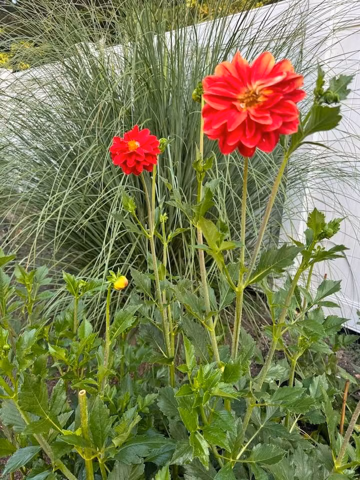 Các loại hoa rực rỡ đua nhau khoe sắc. Ảnh: FB Lien Pham