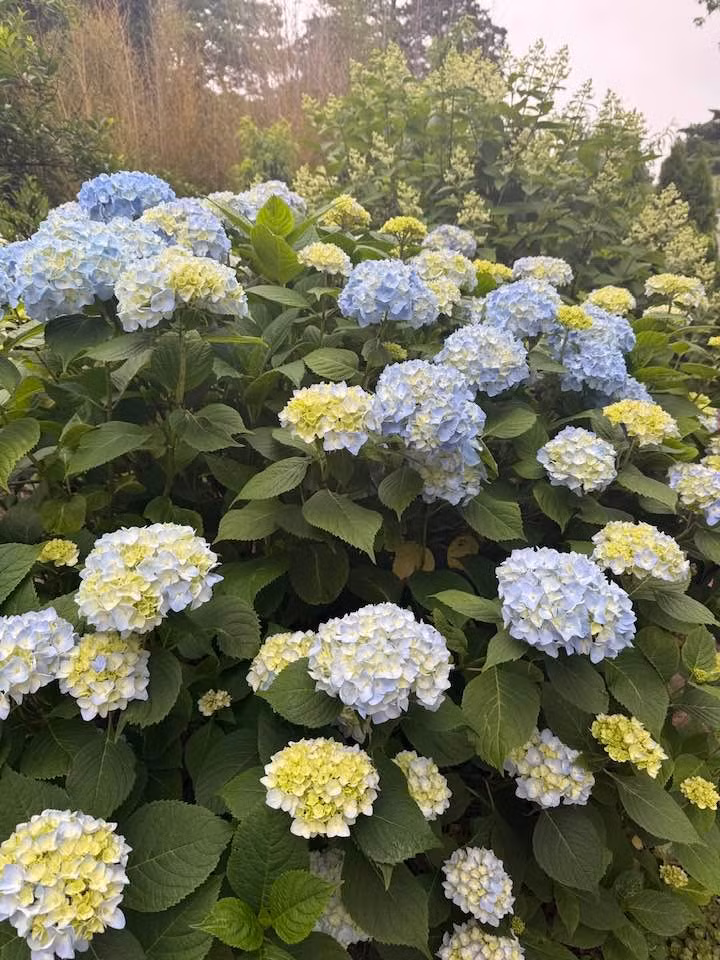 Cẩm tú cầu Liên Phạm trồng 7 năm nở thành từng chùm lớn chuyển dần từ vàng chanh sang xanh lam mát mắt. Ảnh: FB Lien Pham