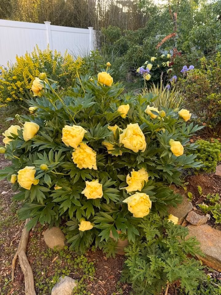 Hoa mẫu đơn vàng nở rộ thành từng cụm lớn. Ảnh: FB Lien Pham