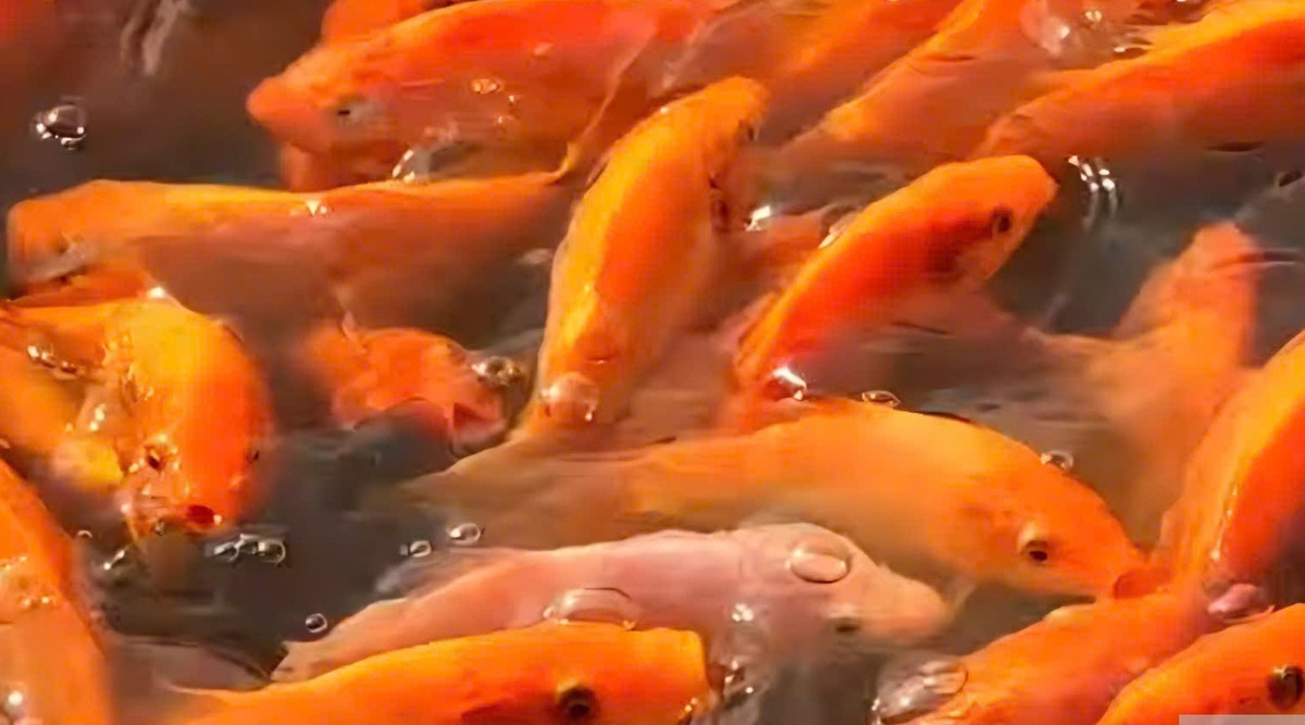 Mỗi dịp Tết đến, hàng triệu con cá chép từ các ao nuôi theo xe thương lái tỏa đi khắp nơi, phục vụ thị trường ông Công, ông Táo. Ảnh: Người đưa tin