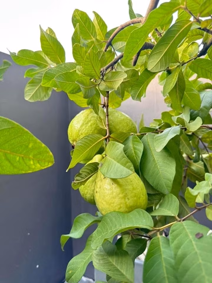 Trên trang cá nhân, Diệp Bảo Ngọc chia sẻ hình ảnh khu vườn trên sân thượng xanh mướt, hoa trái ngập tràn. Ảnh: FBNV