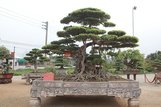 Bông tán của cây nhấp nhô như những áng mây, phân chia đẹp mắt. Ảnh: Dân Việt