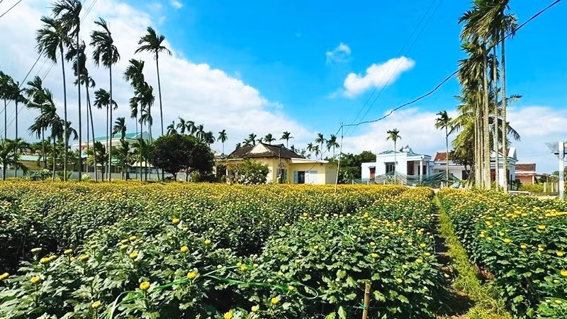 Xen giữa những luống cúc vàng quen thuộc là nhiều giống cúc mới mang sắc đỏ rực rỡ đang chuẩn bị khoe nụ. Ảnh: Nhandan