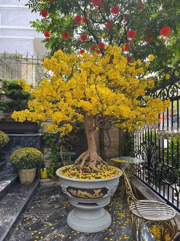 Mai còn là loài cây có sức sống bền bỉ, càng nở rộ đúng Tết càng mang ý nghĩa khởi đầu thuận lợi cho cả năm. Ảnh: Vattunongnghiep