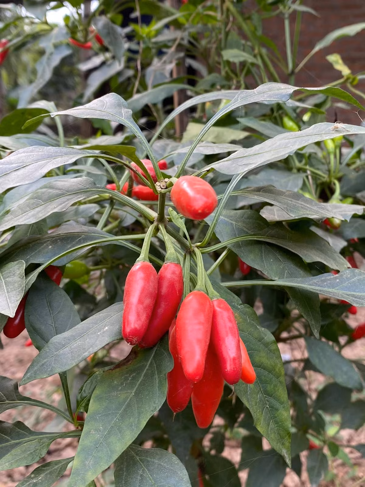 Ớt cho trái to, cay xé lưỡi. Ảnh: FB Nguyễn Thị Chiều Xuân