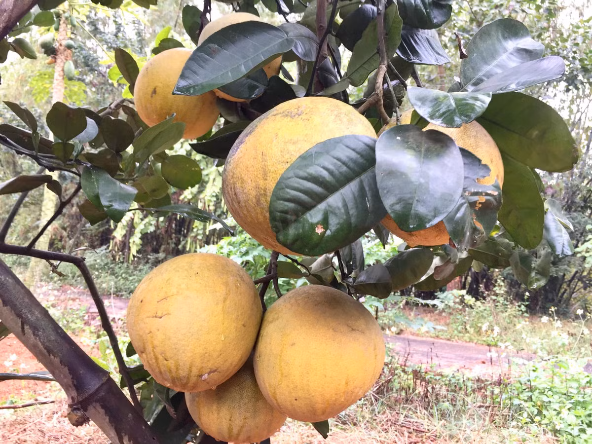 Khu vườn rộng bạt ngàn đủ các loại quả ngon từ ổi, bưởi, đu đủ....đến chanh, mít, xoài....Ảnh: FB Nguyễn Thị Chiều Xuân