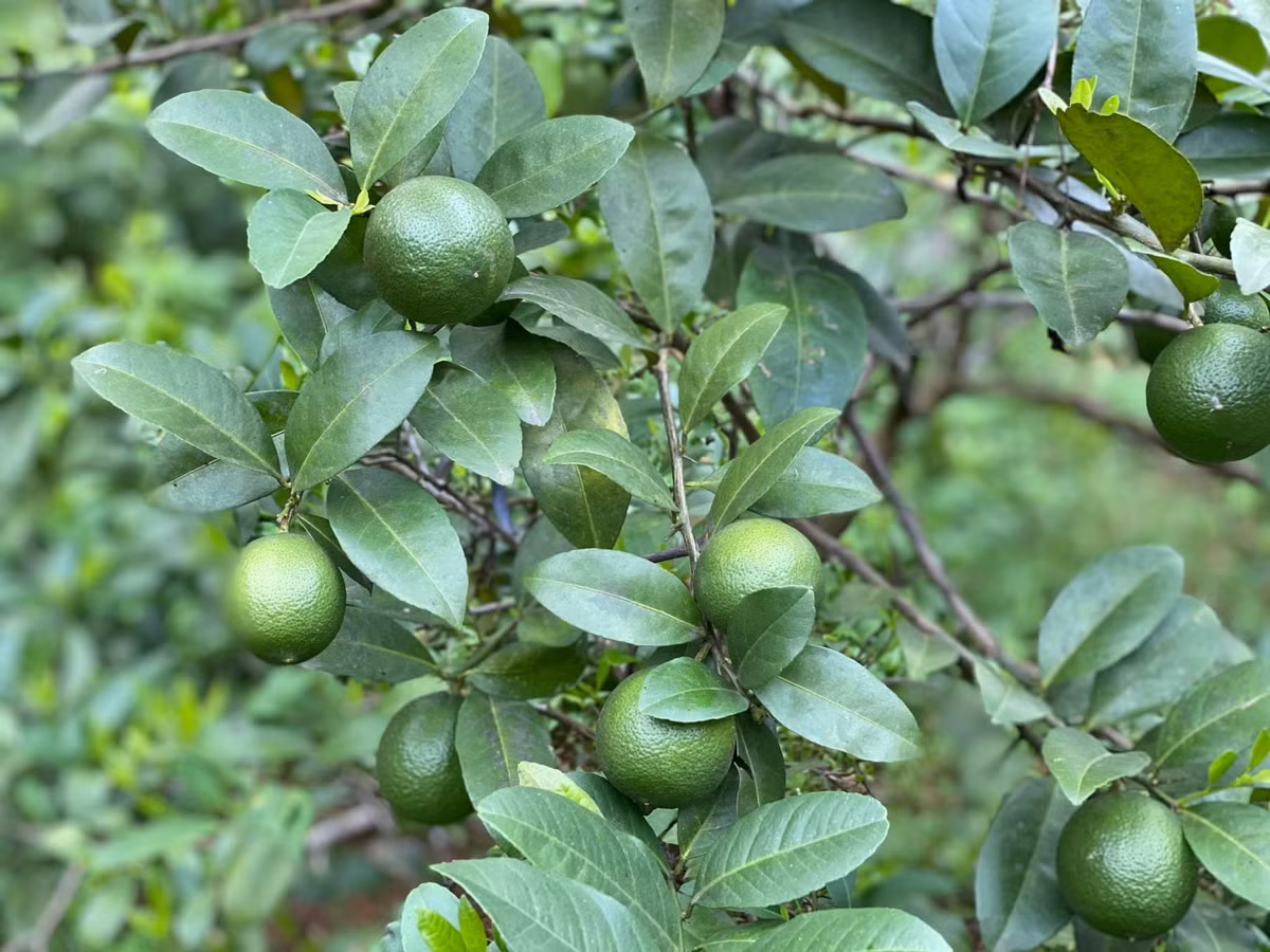 Cây chanh sai tốt um cho nhiều trái. Ảnh: FB Nguyễn Thị Chiều Xuân