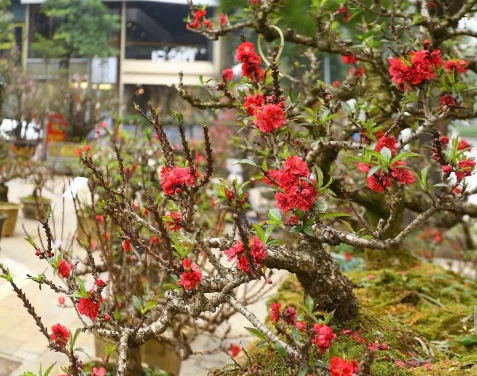 Nụ hoa dày và có thể nở trực tiếp từ thân, gốc khiến đào thất thốn khác biệt hoàn toàn so với các giống đào truyền thống. Ảnh: Người đưa tin