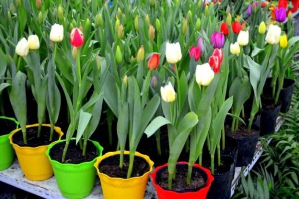 Mang vẻ đẹp thuần khiết, hoa tulip được yêu thích trong trang trí dịp Tết. Để hoa tulip nở đúng Tết, nên trồng trước Tết 1 - 2 tháng, tùy theo giống củ và thời gian sinh trưởng. Ảnh: Internet