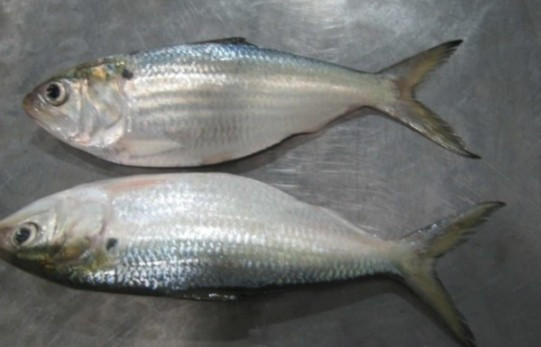 Cá mòi có nhiều ở cả vùng biển và vùng nước lợ, tập trung nhiều ở sông Hồng, sông Yên, sông Thu Bồn...Ảnh: Internet