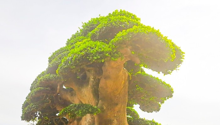 Phần tán trên cây duối đều và đẹp. Ảnh: Tiền phong