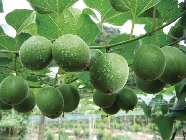 Cây la hán có nguồn gốc từ miền Nam Trung Quốc, được trồng nhiều ở các tỉnh miền núi phía Bắc Việt Nam. Trước kia, cây thường được trồng xen kẽ hoặc mọc tự nhiên ven vườn, leo rào, leo giàn. Ảnh: Internet