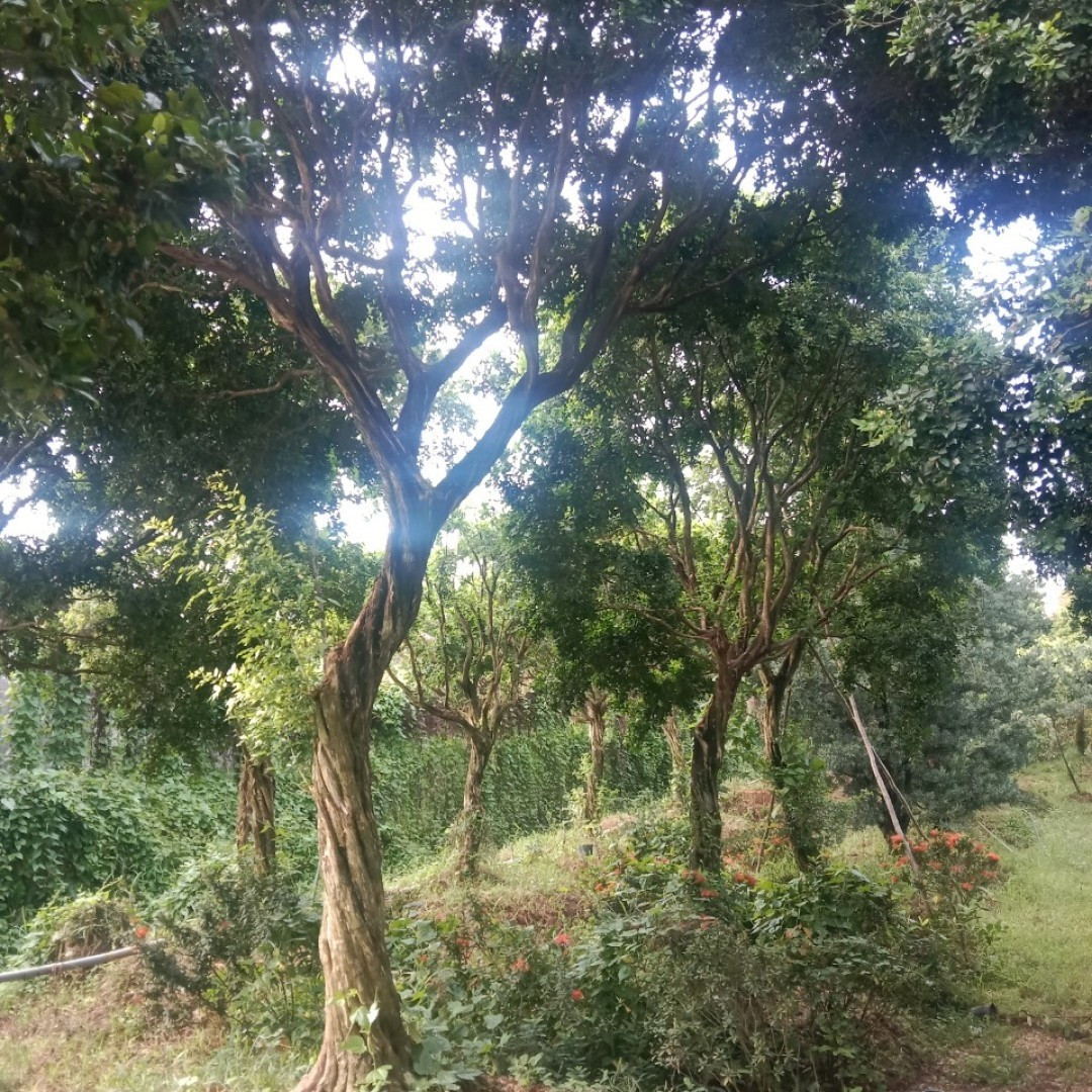 View - Loại lá rụng đầy vườn ở Việt Nam, ra nước ngoài 2 triệu đồng/kg | Báo Tri thức và Cuộc sống - TIN TỨC PHỔ BIẾN KIẾN THỨC 24H