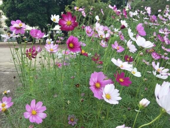 Khi trồng ở ban công, những loài hoa này có thể trở thành nơi trú ngụ của côn trùng gây bệnh, ảnh hưởng trực tiếp đến sức khỏe gia đình. Ảnh: Internet