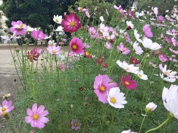 Khi trồng ở ban công, những loài hoa này có thể trở thành nơi trú ngụ của côn trùng gây bệnh, ảnh hưởng trực tiếp đến sức khỏe gia đình. Ảnh: Internet