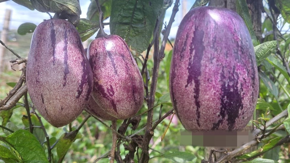 Dưa Pepino có khả năng sinh trưởng tốt ở nhiều loại điều kiện khí hậu khác nhau, từ ôn đới đến nhiệt đới, dễ trồng và chăm sóc. Ảnh: Dân Việt