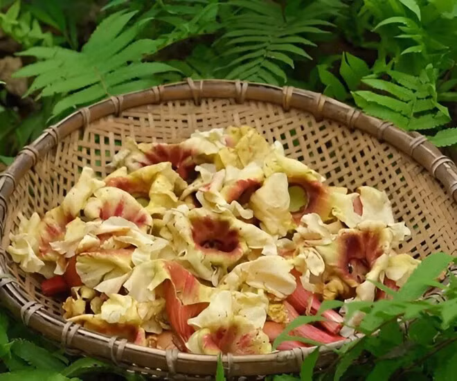 Cây hoa kè vốn mọc hoang trong những cánh rừng rậm rạp ở Tây Bắc. Cây cao từ 8 - 10 mét, có thể lên tới vài chục mét khi trưởng thành. Ảnh: Internet