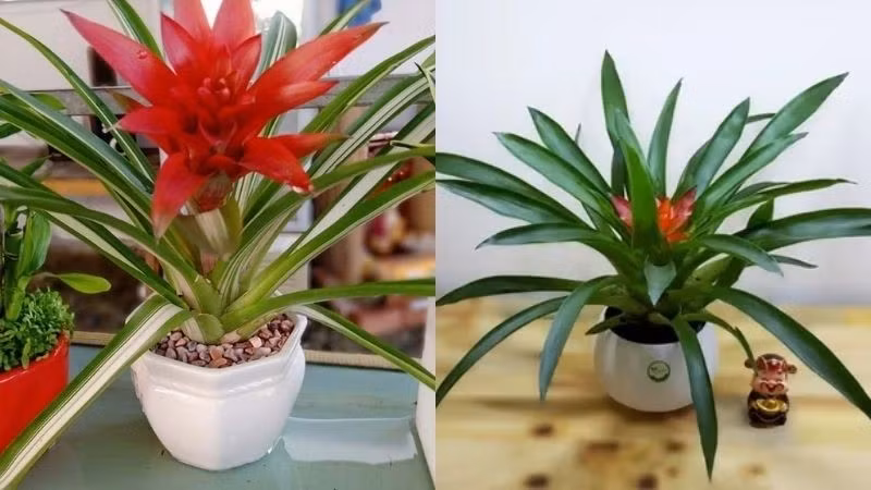 Phong lộc hoa (hay dứa cảnh nến) có hoa đỏ tươi, mang ý nghĩa tốt đẹp, giá trị cao. Ảnh: Bachhoaxanh