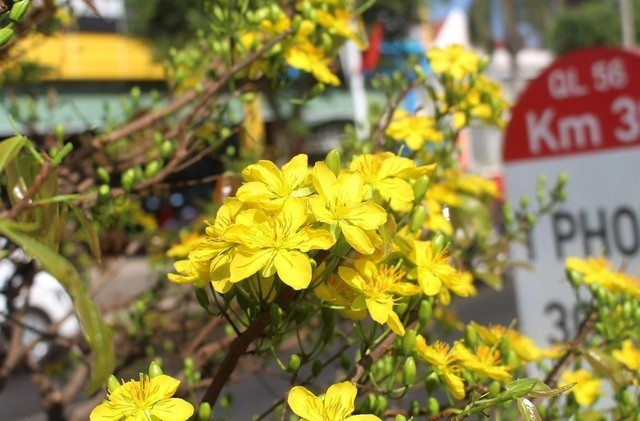 Sau Tết, người chơi cần tỉa bỏ cành già, bón phân hữu cơ và đặt cây ở nơi có nhiều ánh nắng. Nếu được chăm sóc cẩn thận, mai sẽ phát triển khỏe mạnh, cho hoa rực rỡ vào mỗi mùa Tết. Ảnh: Tiền phong