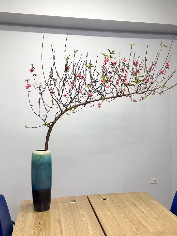 Đào dáng huyền có thế vươn ra, mang ý nghĩa sức sống mãnh liệt. Ảnh: Facebook