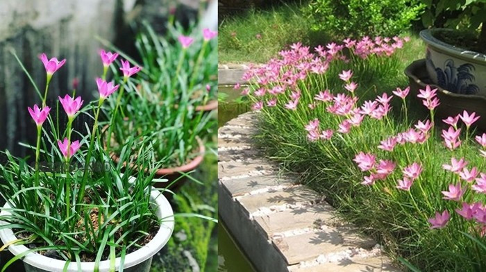 Nếu trồng trực tiếp xuống đất, cây sẽ phát triển mạnh và lan rộng. Ảnh: Internet