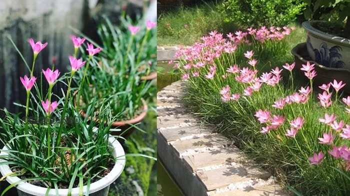 Nếu trồng trực tiếp xuống đất, cây sẽ phát triển mạnh và lan rộng. Ảnh: Internet