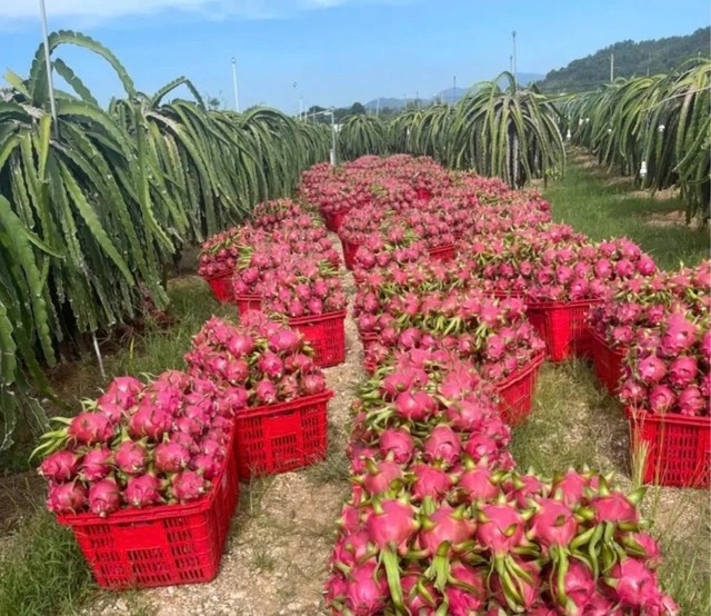 Giá thanh long lao dốc ngay đầu vụ do một lượng lớn hàng xuất khẩu sang Trung Quốc bị dồn ứ, xuất phát từ việc thị trường nước này tiêu thụ chậm. Ảnh: Người lao động