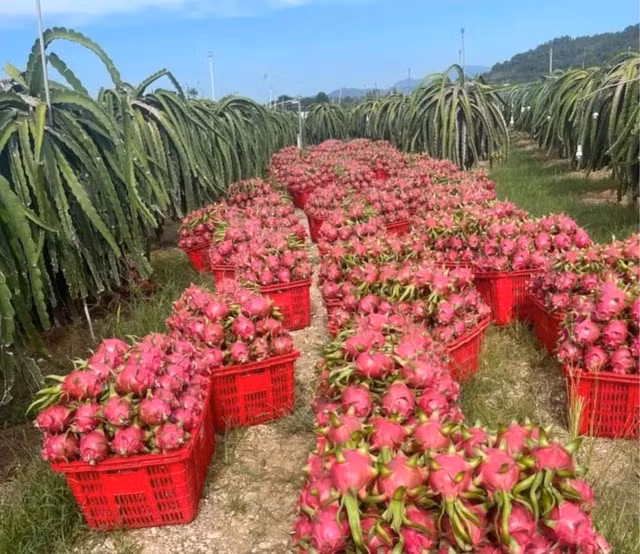 Giá thanh long lao dốc ngay đầu vụ do một lượng lớn hàng xuất khẩu sang Trung Quốc bị dồn ứ, xuất phát từ việc thị trường nước này tiêu thụ chậm. Ảnh: Người lao động