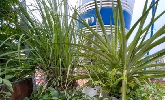 Chỉ cần trồng vài chậu sả quanh hiên nhà hoặc cửa sổ, là có thể giảm đáng kể sự xuất hiện của muỗi. Ảnh: Internet