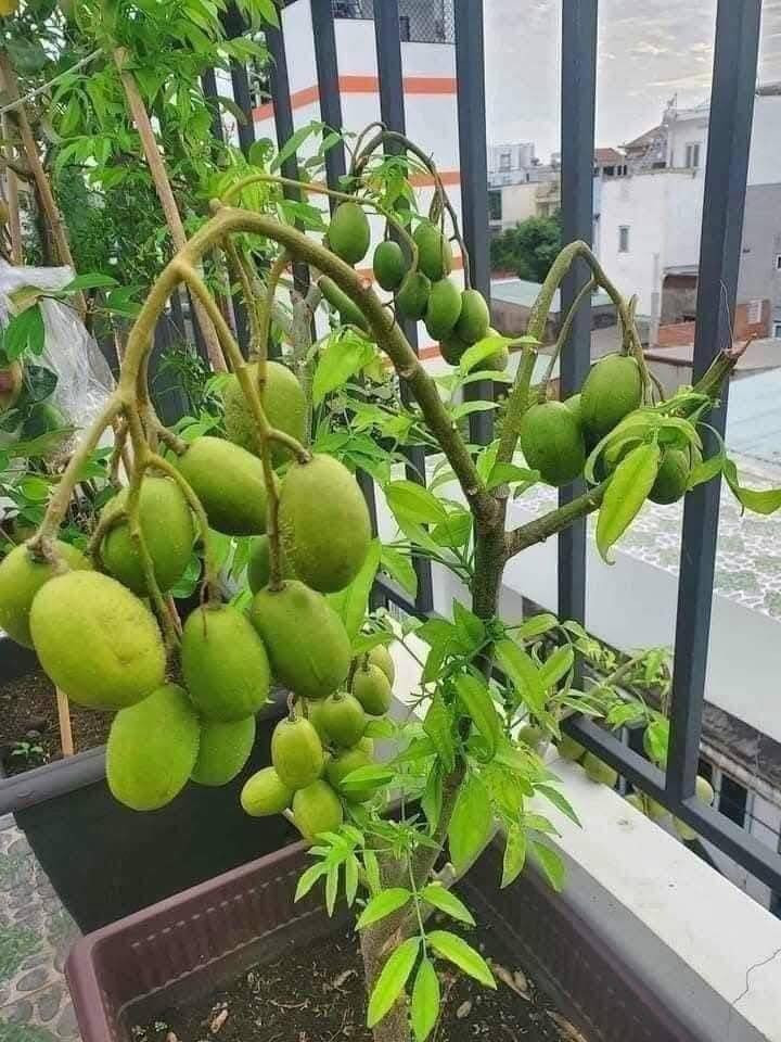 Cóc thái cũng là lựa chọn "sáng giá" để trồng ban công chật hẹp. Cóc thái thường cho quả sau 3 - 5 tháng trồng. Ảnh: Facebook
