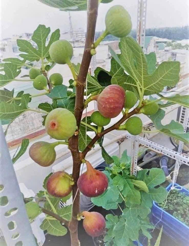 Sung Mỹ ít sâu bệnh nên không cần dùng nhiều thuốc bảo vệ thực vật. Cây có thể trồng trong chậu lớn, đặt nơi nhiều nắng, tưới nước thường xuyên. Ảnh: Facebook